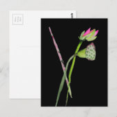 Roze Lotus Zen flower Buddhist Art Briefkaart (Voorkant / Achterkant)