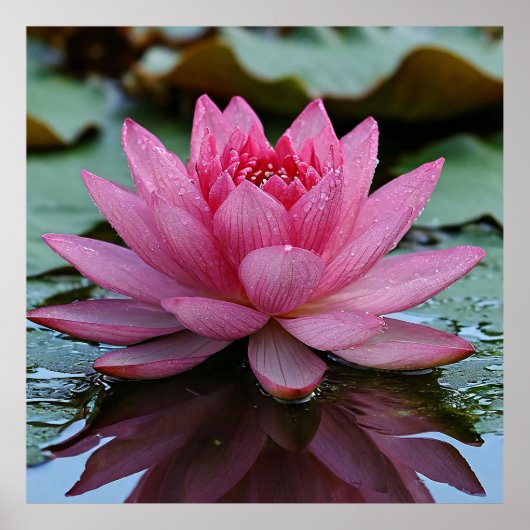 Roze lotusbloem met levendige bloemblaadjes poster (Voorkant)