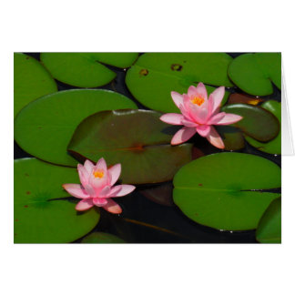 Roze lotusbloemtuin,
