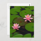 Roze lotusbloemtuin, briefkaart (Voorkant / Achterkant)