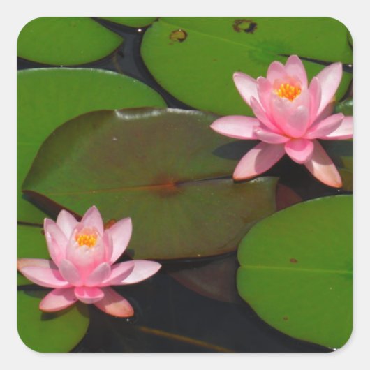 Roze lotusbloemtuin, vierkante sticker (Voorkant)