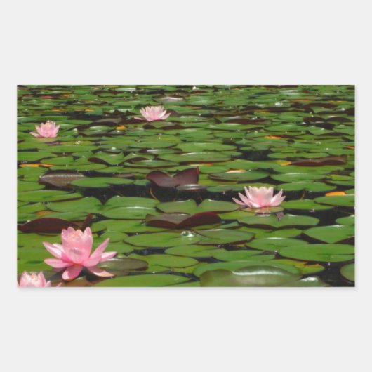 Roze lotusvijver voor de limoenbloem rechthoekige sticker (Voorkant)
