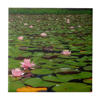 Roze lotusvijver voor de limoenbloem tegeltje