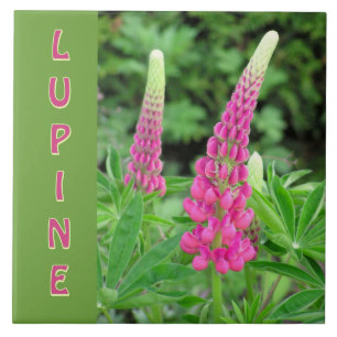 "ROZE LUPINE" / BLOEMVORMIG ONTWERP TEGELTJE