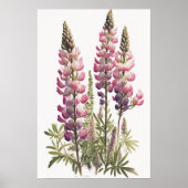 Roze Lupine Flower Art Print Poster (Voorkant)