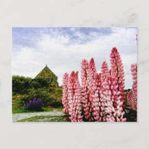 Roze Lupins bij het Tekapo Nieuw-Zeelandse Briefka Briefkaart