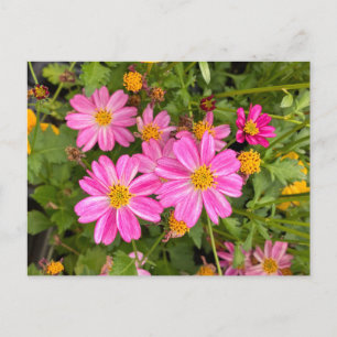 Roze madeliefje briefkaart ©️ Diane Heller, 2023