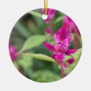  Roze Magenta Flowers Celosia Garden Foto Keramisch Ornament