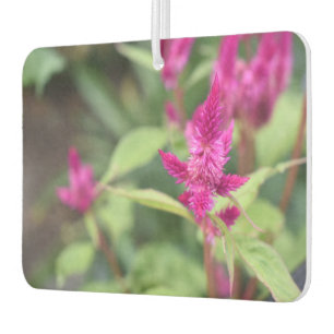 Roze Magenta Flowers Celosia Garden Foto Luchtverfrisser
