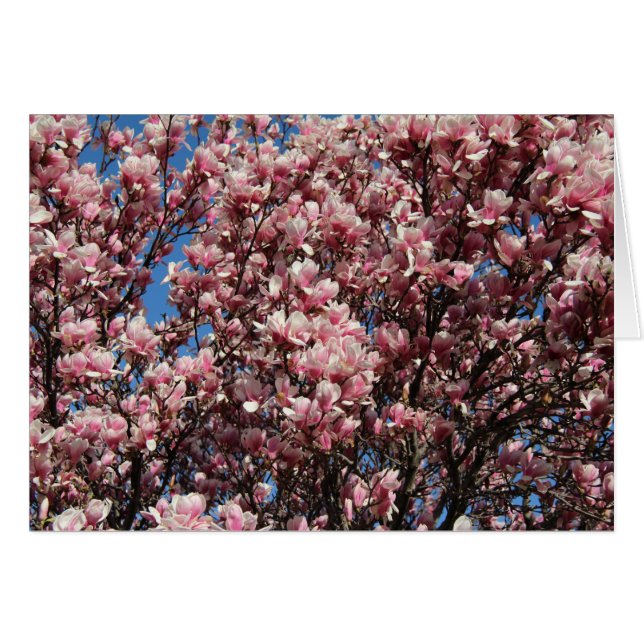 Roze Magnolia (Voorkant Horizontaal)