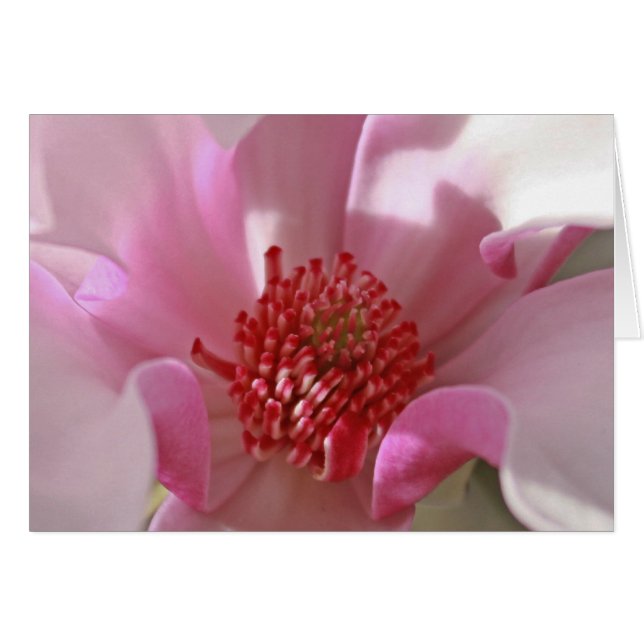 Roze Magnolia (Voorkant Horizontaal)