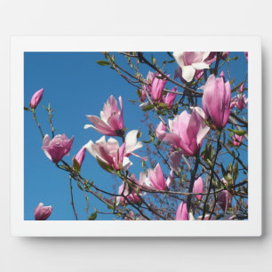 roze magnolia - bloemen in de blauwe hemel fotoplaat