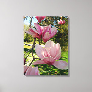 Roze Magnolia Bloemen Stretched Canvas Print
