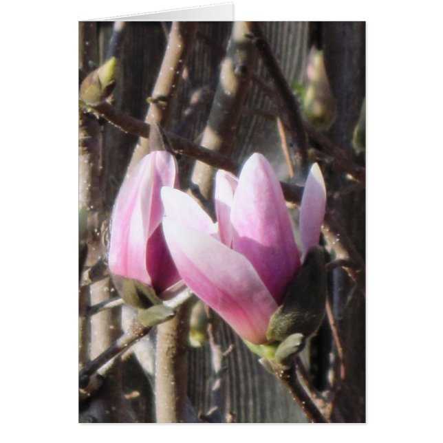 Roze Magnolia Blossom (Voorkant)