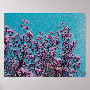 Roze Magnolia Blossom Blue Sky Foto schilderen Poster