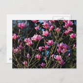 Roze Magnolia Blossom Briefkaart (Voorkant / Achterkant)