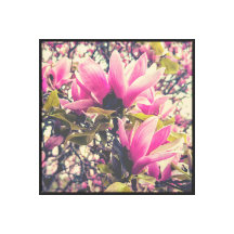 Roze Magnolia Blossom