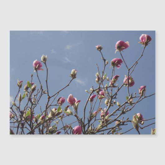 Roze Magnolia Buds (Voorkant)