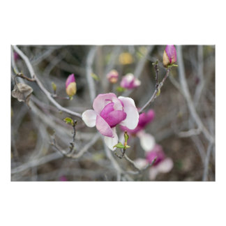 Roze Magnolia Flower Foto Afdruk