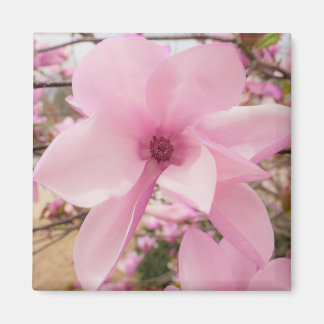 Roze Magnolia Flower Square Magnet Magneet