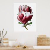 Roze magnolia poster grote bloemen (Keuken)