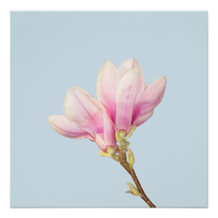 Roze Magnolia Poster Perfect Poster