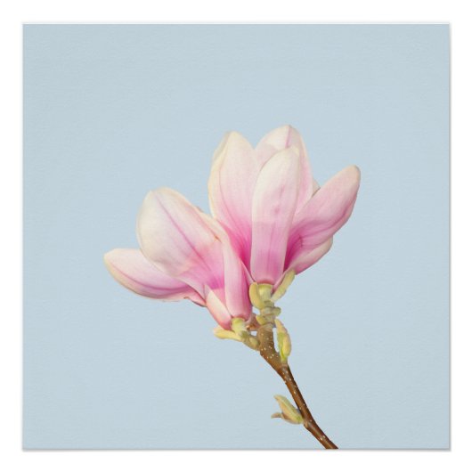 Roze Magnolia Poster Perfect Poster (Voorkant)