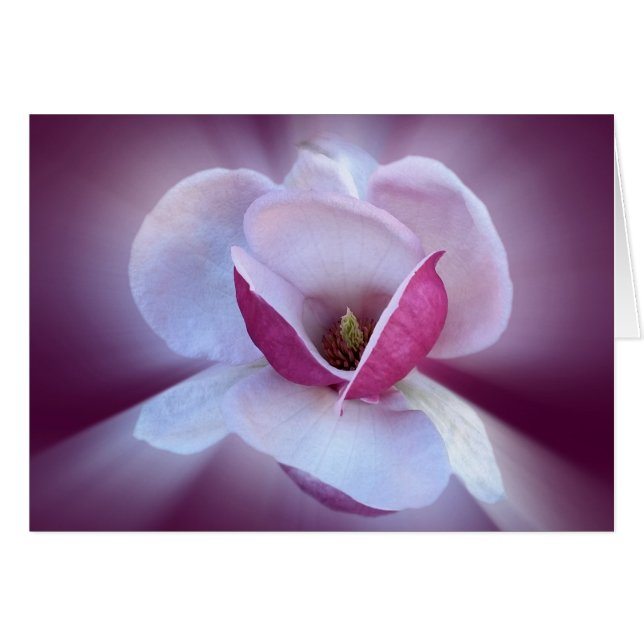 roze magnolia shades (Voorkant Horizontaal)