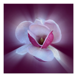roze magnolia tinten perfect poster