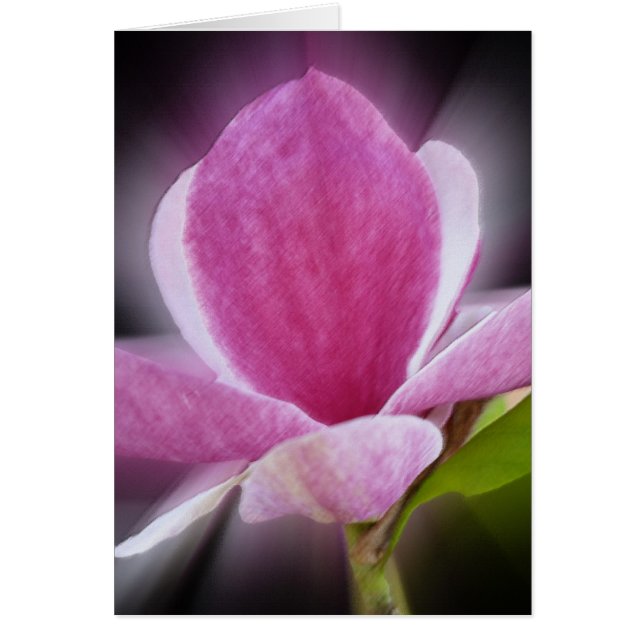 roze magnolibloem (Voorkant)