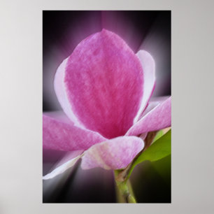 roze magnolibloem poster
