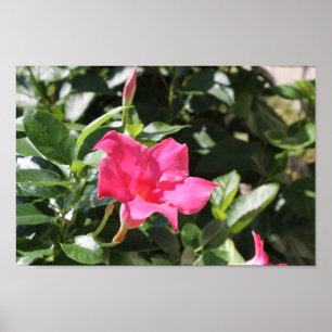 Roze Mandevilla Poster