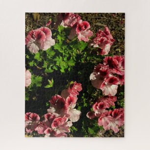 Roze Martha Washington Ooievaarsbek, San Mateo Legpuzzel