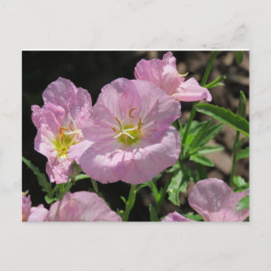 Roze Mexicaanse briefkaart Primrose