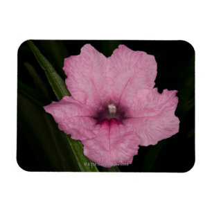 Roze Mexicaanse Petunia (Ruellia Brittoniana of Magneet