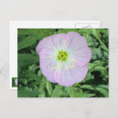 Roze Mexicaanse Primrose Flower Foto Briefkaarten (Voorkant / Achterkant)