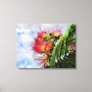 Roze Mimosa Bloeiende Boom Canvas Afdruk