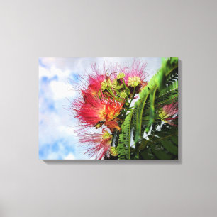 Roze Mimosa Bloeiende Boom Canvas Afdruk