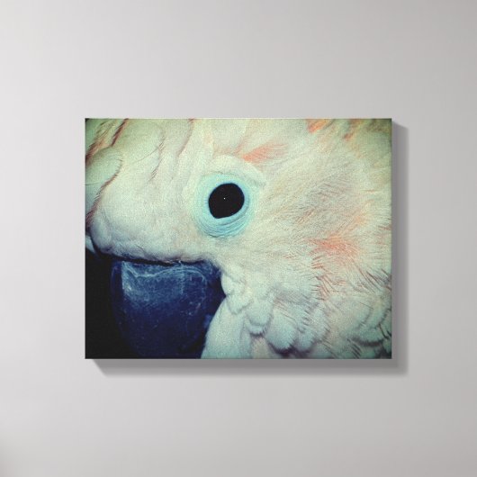 Roze Moluccan Cockatau Parrot dicht Canvas Afdruk (Voorkant)
