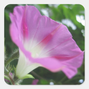 Roze Morning Glory Bloem Vierkante Sticker