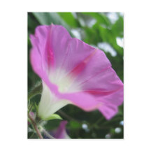 Roze morning Glory Flower