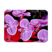 Roze mot orchideeën print magneet (Horizontaal)