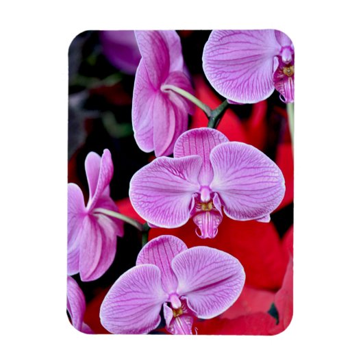 Roze mot orchideeën print magneet (Verticaal)