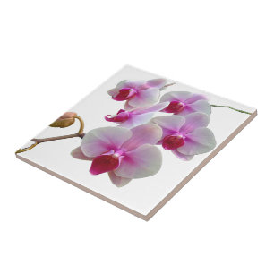 Roze moth Orchids - Phalaenopsis Tegeltje
