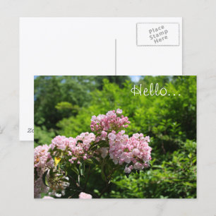 Roze Mountain Laurel Flowers Briefkaart