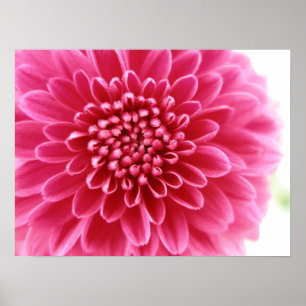 Roze mum poster