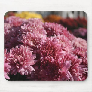 Roze Mums Foto Mooi Muismat