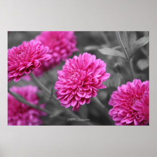 Roze Mums Poster