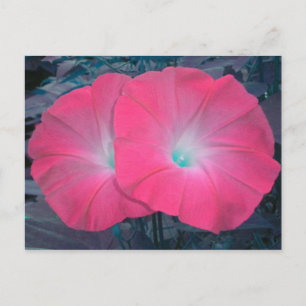 Roze N Blauwgroen Morning Glories Briefkaart