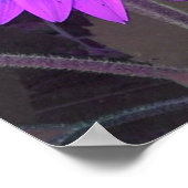 Roze N Paars Zonnebloem Poster (Hoek)